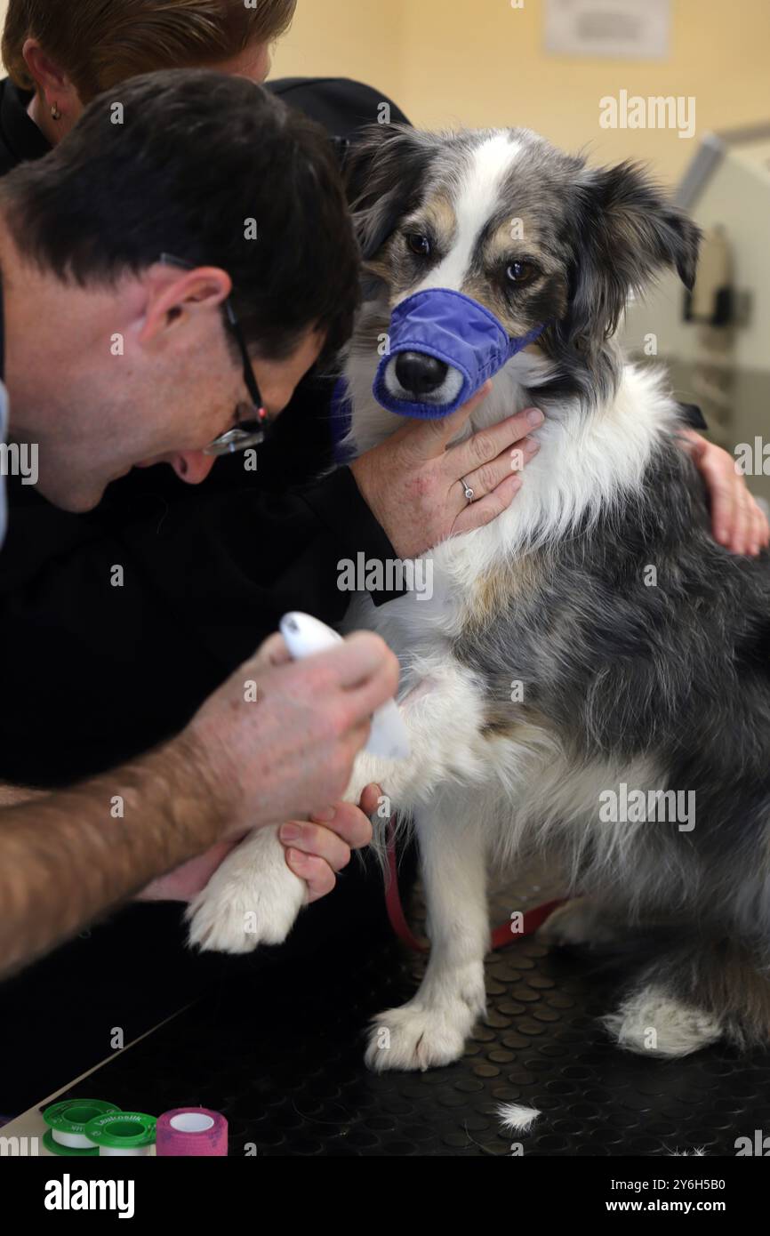 Photo par Tim Cuff 10 juillet 2018 - Halifax Veterinary Hospital, Nelson, Nouvelle-Zélande : une collie nerveuse de bordure se fait raser la jambe par un vétérinaire Banque D'Images