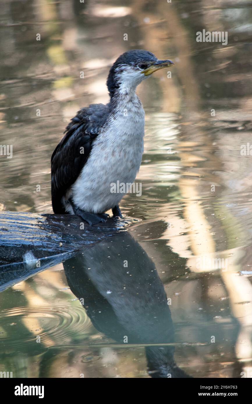 Le petit Cormoran pied est un oiseau de taille moyenne avec des ailes noires et une queue noire. Il a un visage et une poitrine blancs. Banque D'Images