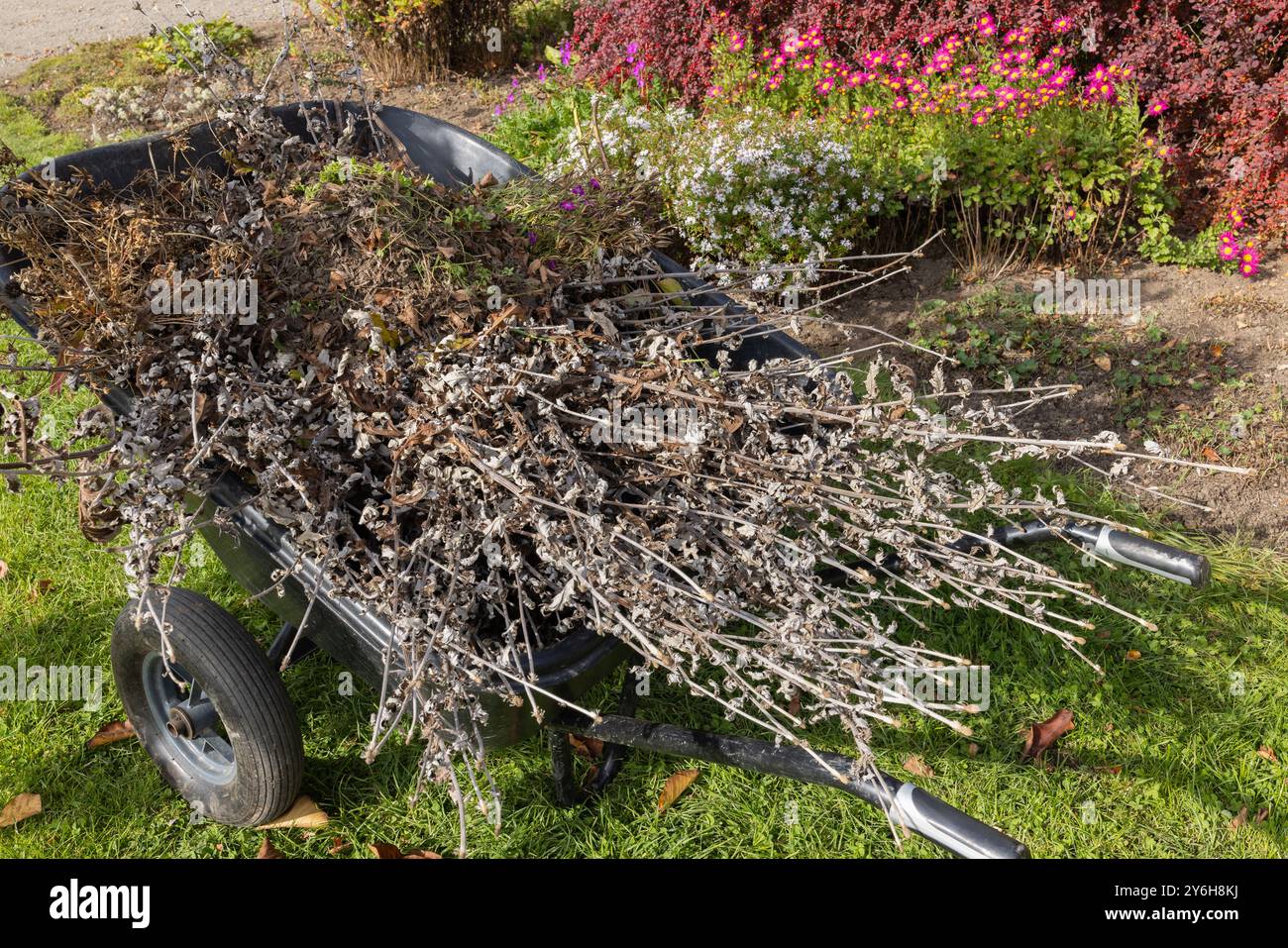 Brouette remplie de débris de jardin d'automne et de buissons de fleurs colorés en arrière-plan. Banque D'Images