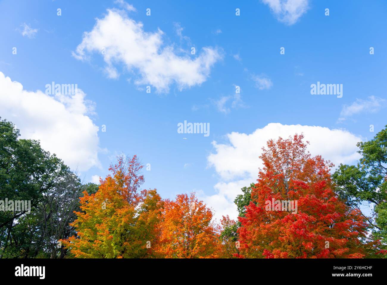 Érables d'automne colorés avec le ciel bleu et fond de nuage blanc. Espace texte Banque D'Images