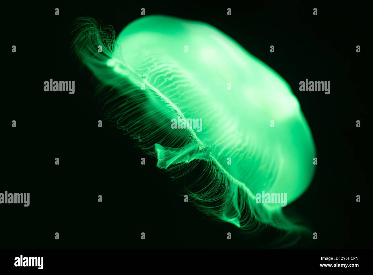 Gelée de lune translucide colorée (Aurelia aurita) à l'Aquarium de Géorgie dans le centre-ville d'Atlanta, Géorgie. (ÉTATS-UNIS) Banque D'Images