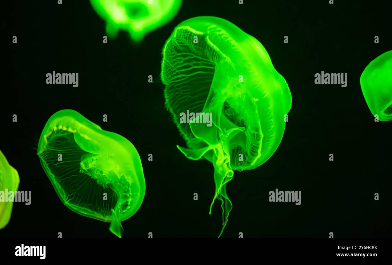 Gelées de lune translucides (Aurelia aurita) sous une lumière colorée à l'aquarium de Géorgie dans le centre-ville d'Atlanta, Géorgie. (ÉTATS-UNIS) Banque D'Images