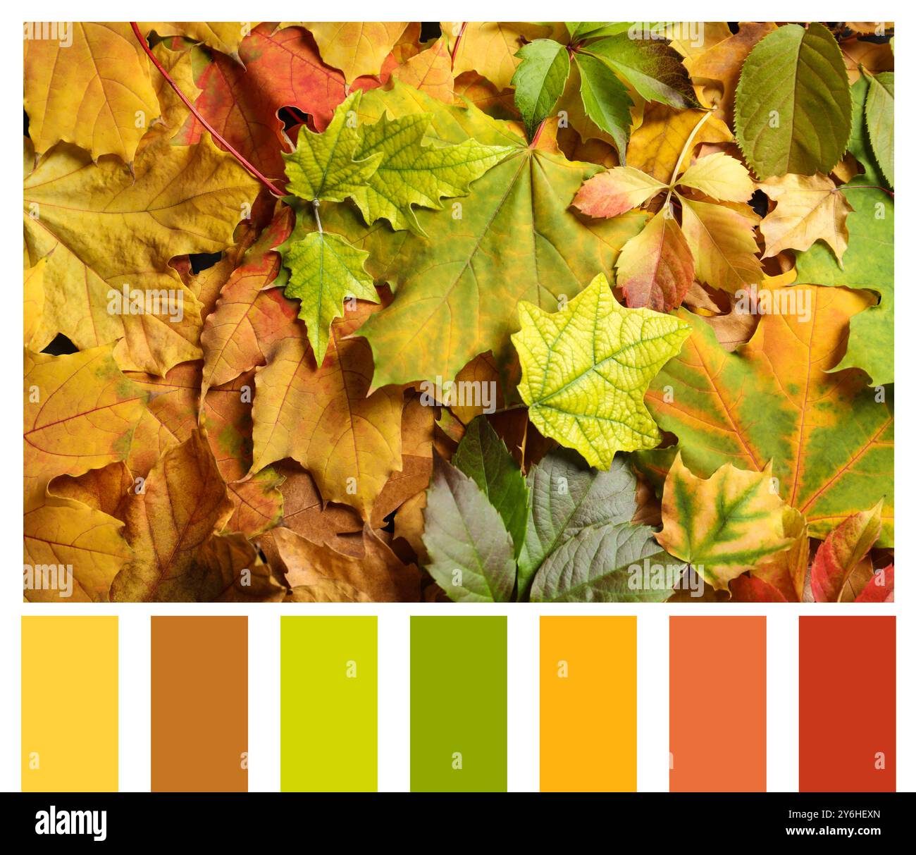 Nuances de l'automne. Image de feuilles d'automne et palette de couleurs assorties Banque D'Images