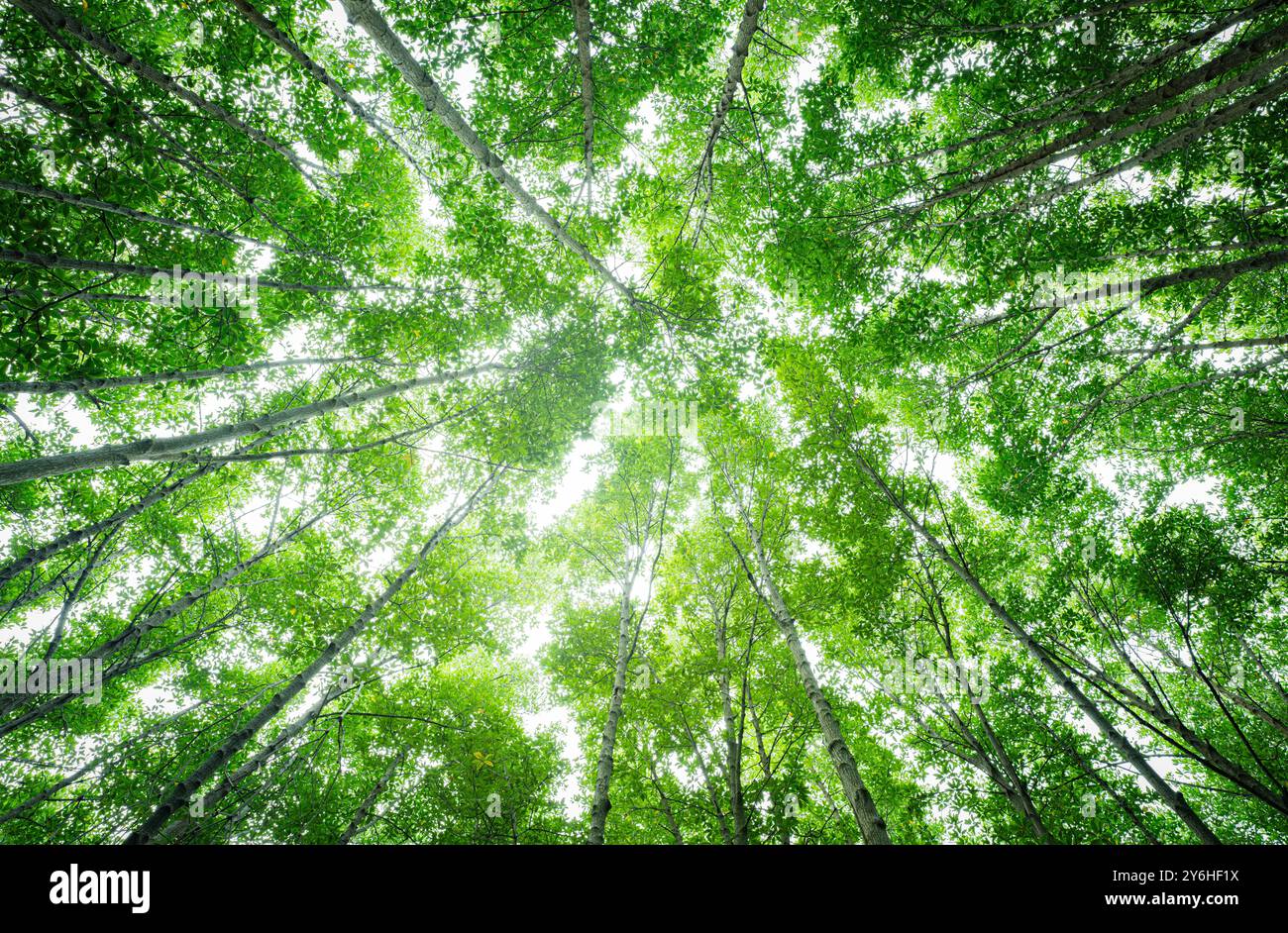 Vue de bas en haut de la canopée de la forêt de mangroves vertes. Les puits de carbone naturels combattent le changement climatique. Durabilité dans des écosystèmes neutres en carbone. Vert et durable Banque D'Images