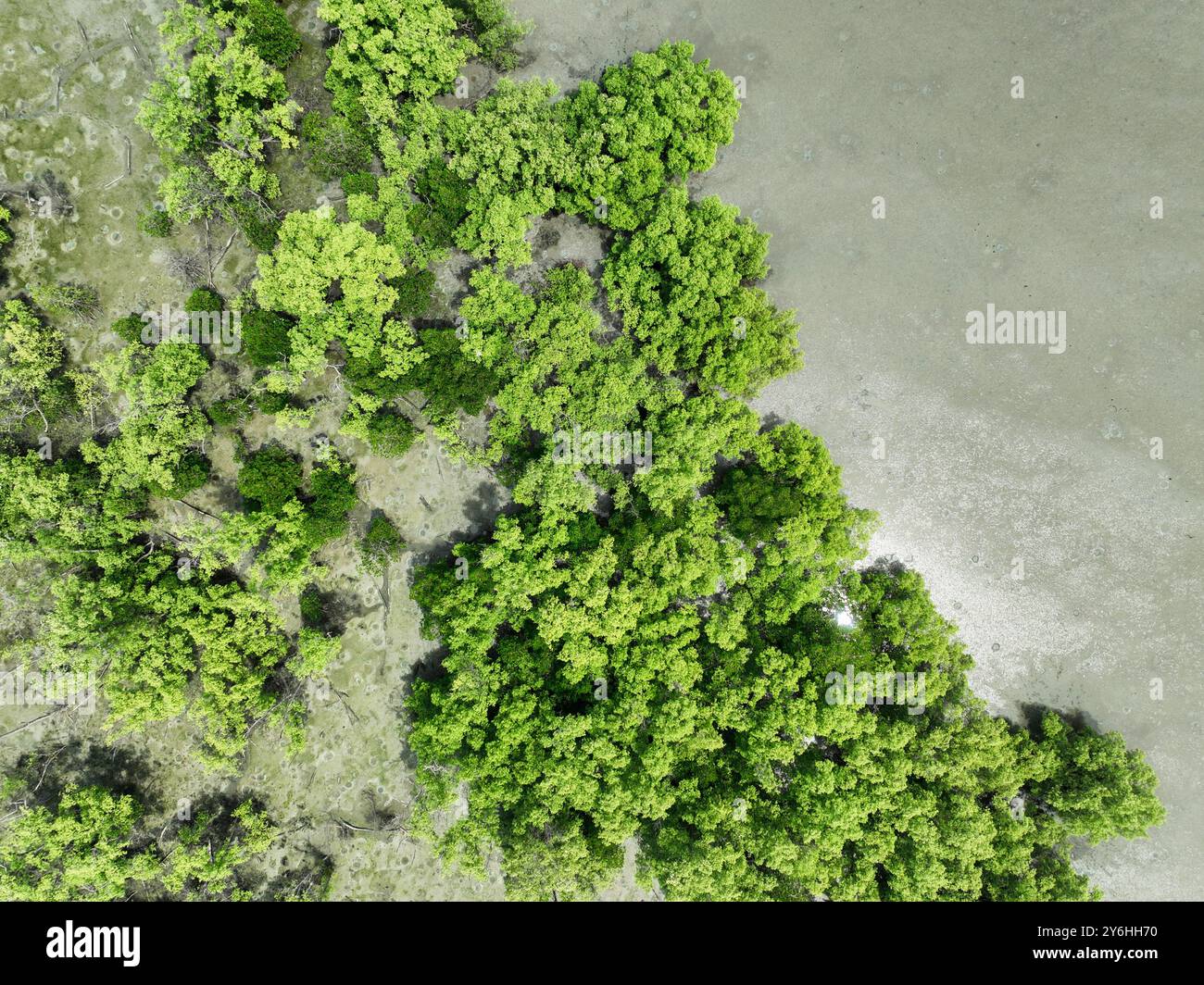 Vue aérienne de dessus de la forêt verdoyante de mangrove. Écosystème de mangrove. Puits de carbone naturel. Les mangroves capturent le CO2 de l'atmosphère. Écosystèmes de carbone bleu. Banque D'Images
