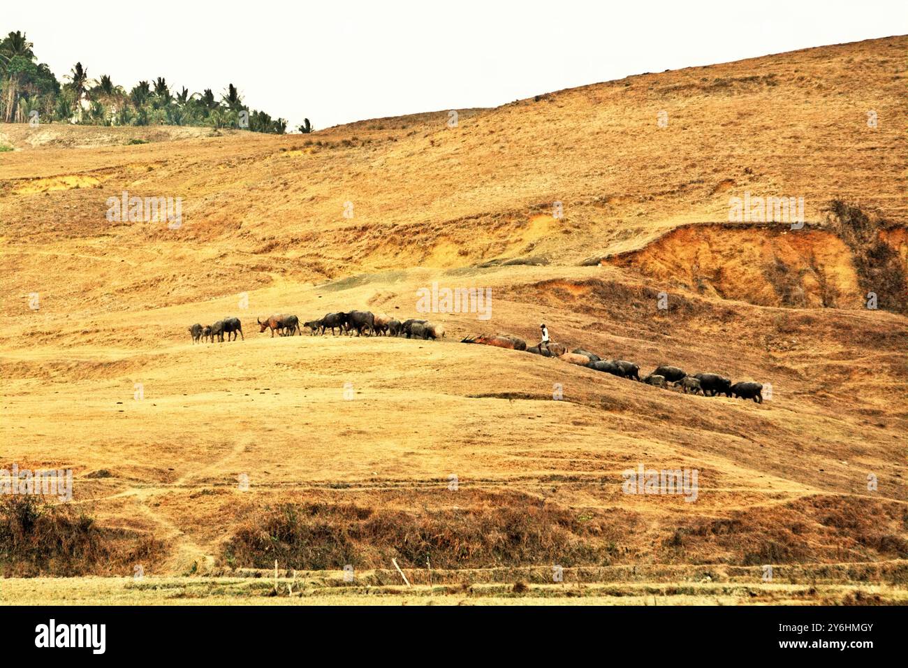 Un berger qui herde un troupeau de buffles d'eau sur des prairies sèches pendant la saison sèche à Lamboya, West Sumba, East Nusa Tenggara, Indonésie. Banque D'Images