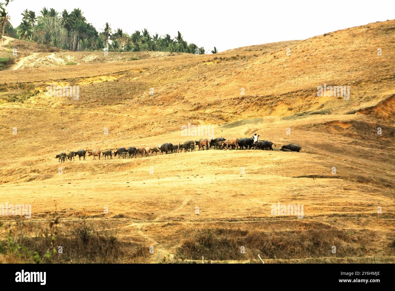 Un berger qui herde un troupeau de buffles d'eau sur des prairies sèches pendant la saison sèche à Lamboya, West Sumba, East Nusa Tenggara, Indonésie. Banque D'Images