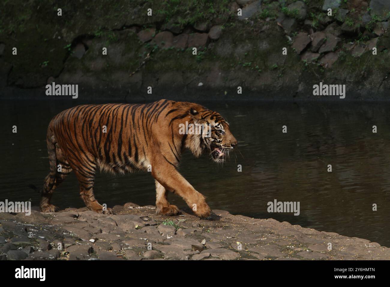 Un tigre de Sumatra marche près de la piscine tout en regardant autour Banque D'Images