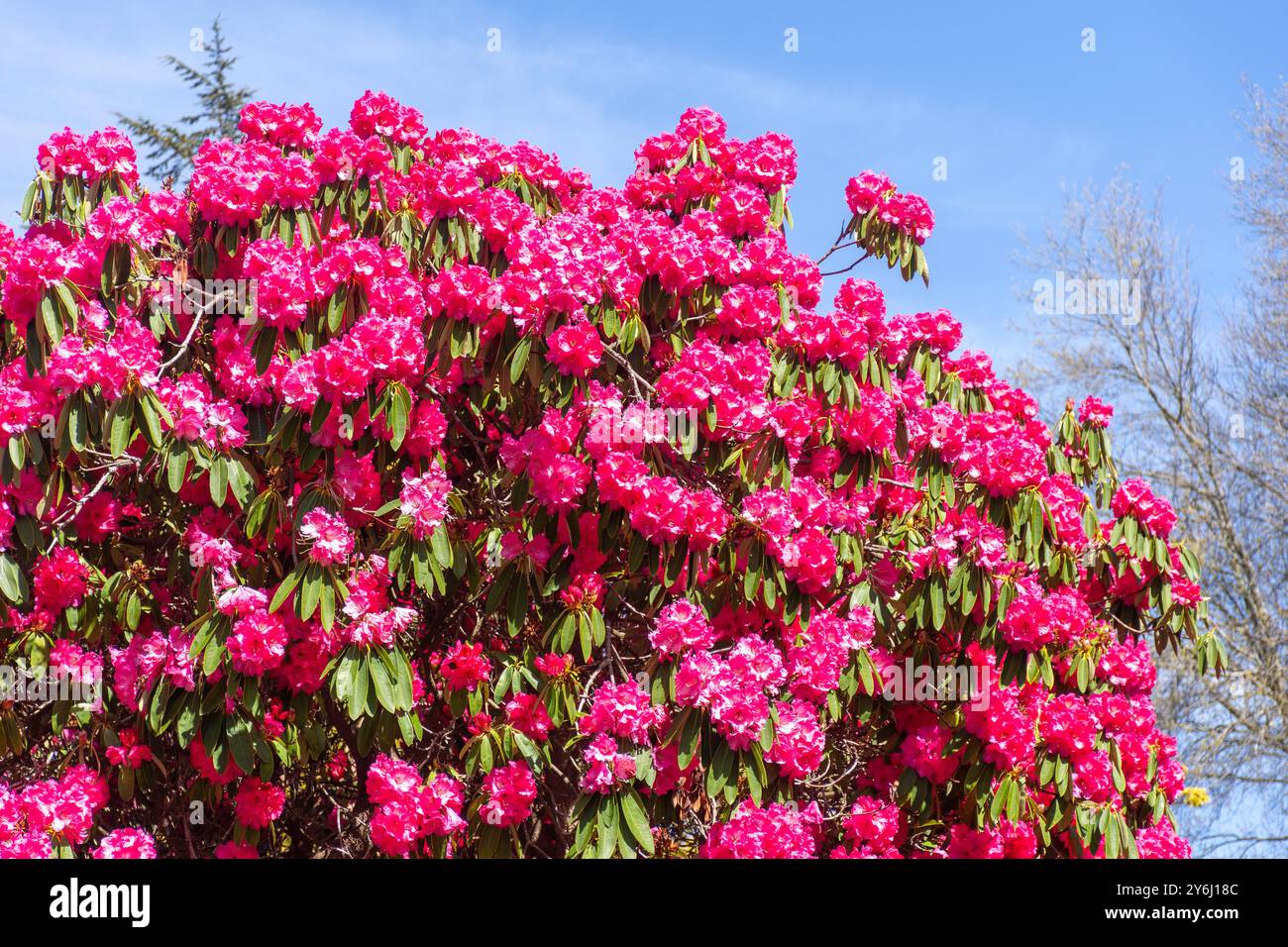 Fleurs de rhododendrons pontiques dans les jardins Ilam Homestead, Canterbury University, Ilam Road, Riccarton, Christchurch (Ōtautahi), Canterbury, Nouvelle-Zélande Banque D'Images