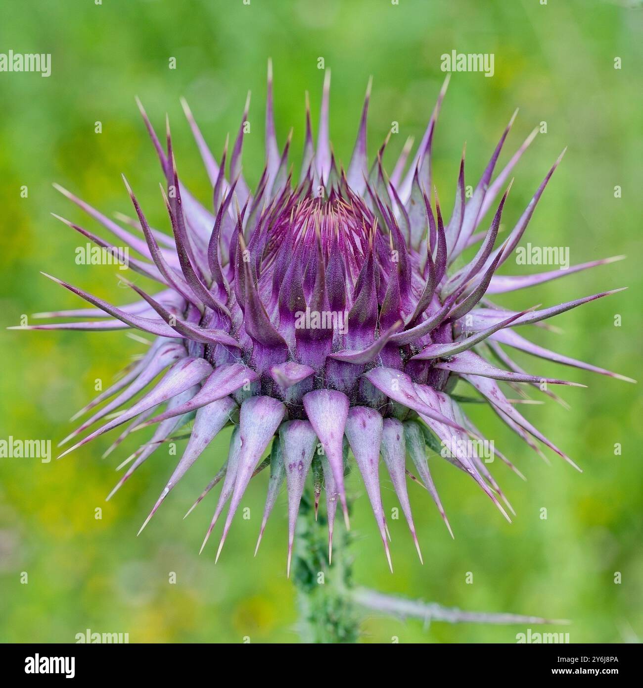 Un bourgeon de chardon piquant Chardon saint ou le chardon de lait, (Silybum marianum), Side, Turquie. Banque D'Images