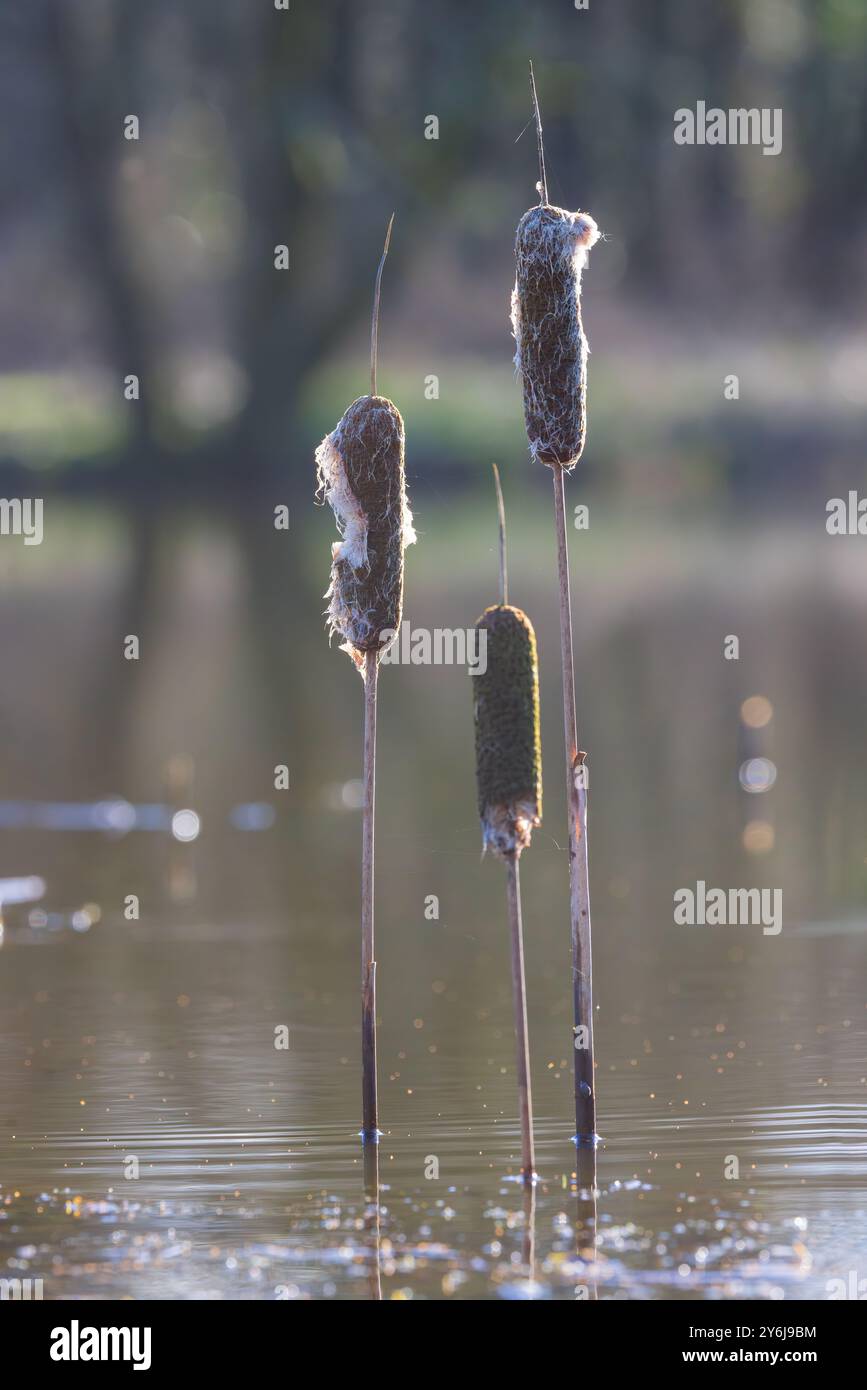 Grande Reedmace ou Bullrush [ Typha latifoli ] poussant hors de l'étang avec bokeh hors foyer en arrière-plan Banque D'Images