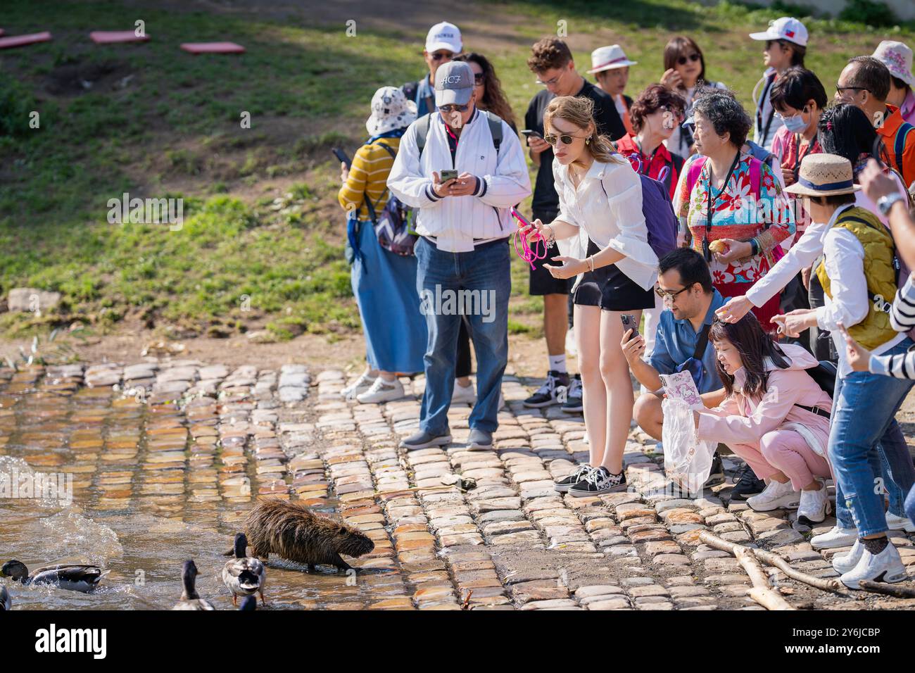 Les touristes prennent des photos de Nutria avec des téléphones portables sur la rive de la rivière Vltava. Les Nutrias sont considérés comme une espèce envahissante Banque D'Images