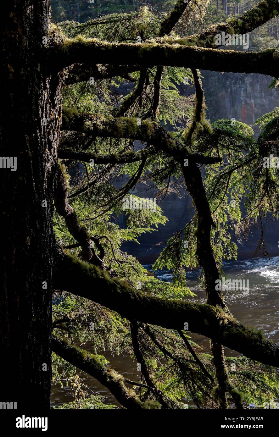 Maka Reservation, Washington, États-Unis. 25 septembre 2024. Les nuages d'Aternoon se sont dégagés pour révéler la beauté des points de vue à la fin du sentier Cape Flattery. Cape Flattery est le point le plus au nord-ouest des États-Unis contigus. C'est dans le comté de Clallam, dans l'État de Washington, sur la péninsule olympique, que le détroit de Juan de Fuca rejoint l'océan Pacifique. Elle fait également partie de la réserve Makah et constitue la limite nord du sanctuaire marin national Olympic Coast. (Crédit image : © Bruce Chambers/ZUMA Press Wire) USAGE ÉDITORIAL SEULEMENT! Non destiné à UN USAGE commercial ! Banque D'Images