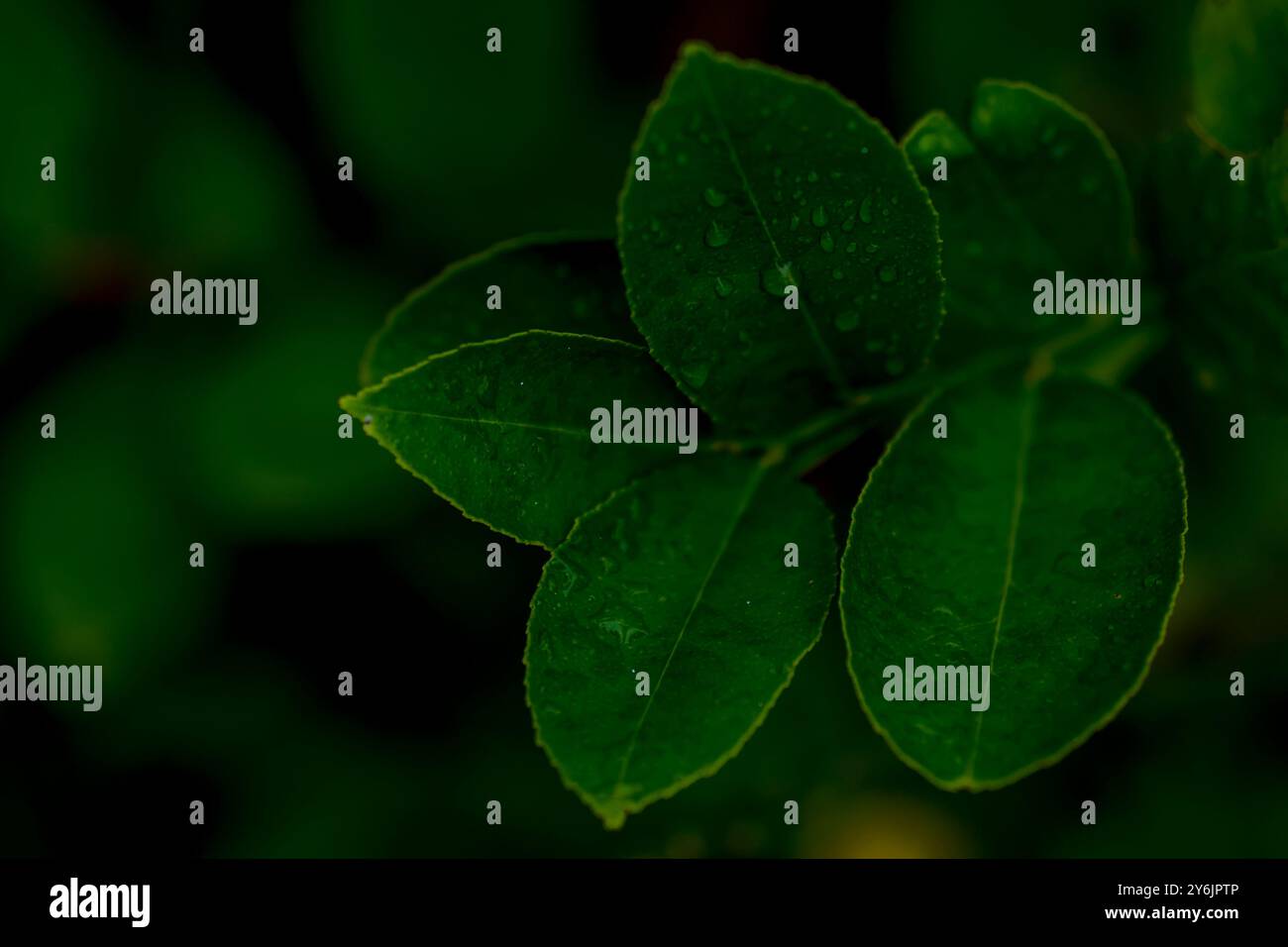 Feuilles de lime Banque D'Images