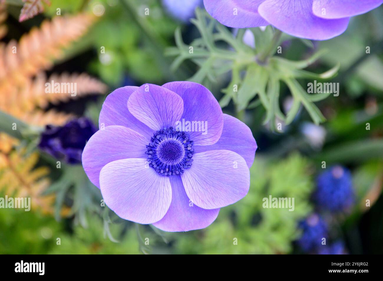 Single Mauve/Purple Anemone Coronaria (Windflower) exposé dans The Borders à Keukenhof Tulip Gardens, pays-Bas, UE. Banque D'Images