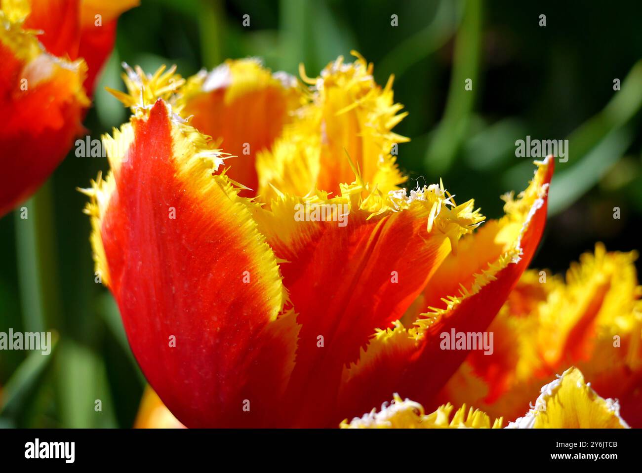 Tulipa rouge et jaune 'Davenport' (tulipe frangée) fleurs exposées au Keukenhof Tulip Gardens, pays-Bas, UE. Banque D'Images