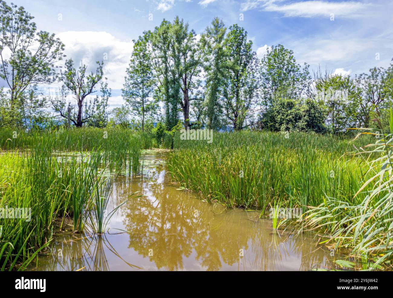 Kleiner Weiher mit Seerosen und Schilf, Biotop, Naturschutz, Benediktbeuern, Bayern, Deutschland Kleiner Weiher mit Seerosen und Schilf, Biotop, Natur Banque D'Images