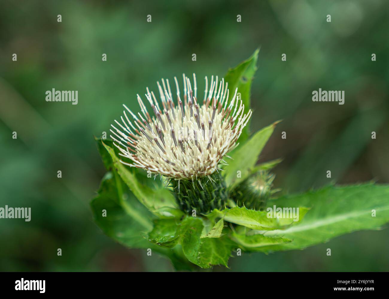 Chardon de chou (Cirsium oleraceum), Bavière, Allemagne, Europe Banque D'Images