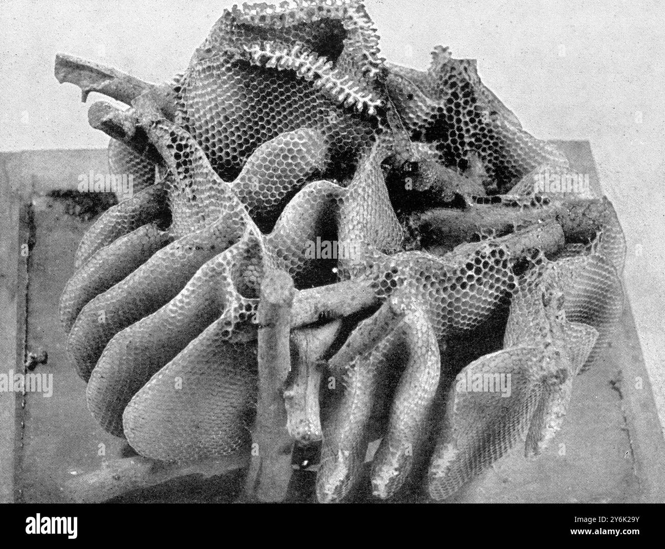 Les oeufs de la Reine : les pattes comme vecteurs de pollen : la fabrication de peignes : les abeilles . Non construit avec régularité : nids d'abeilles construits dans des conditions naturelles . 27 juin 1912 Banque D'Images