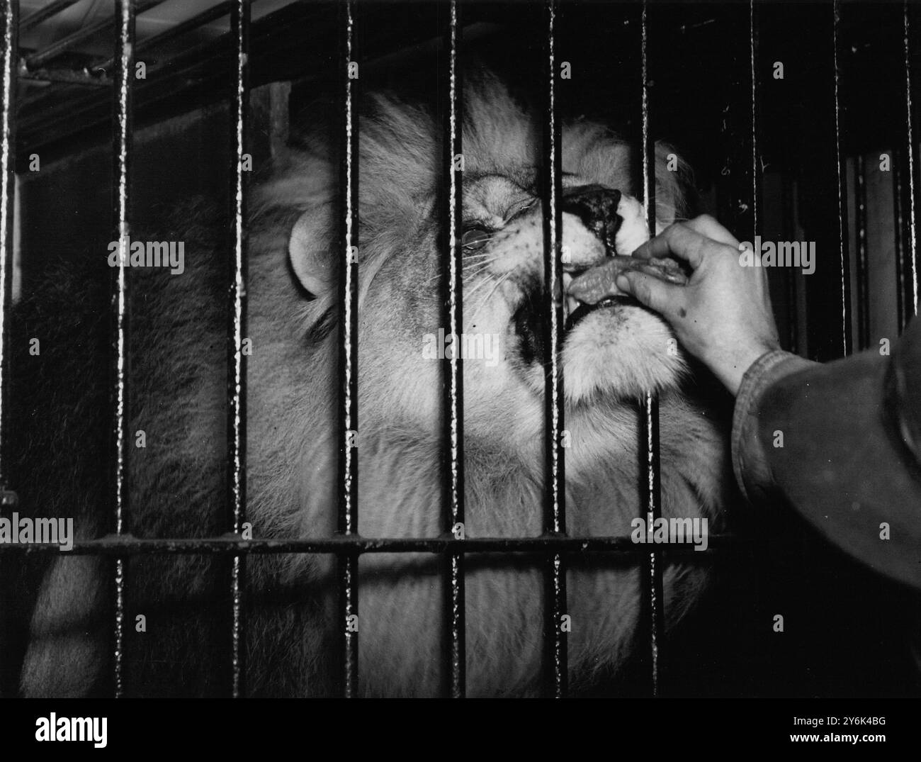 Un lion récompense après avoir travaillé dans le cirque et joué pour un public, un morceau de viande crue Banque D'Images