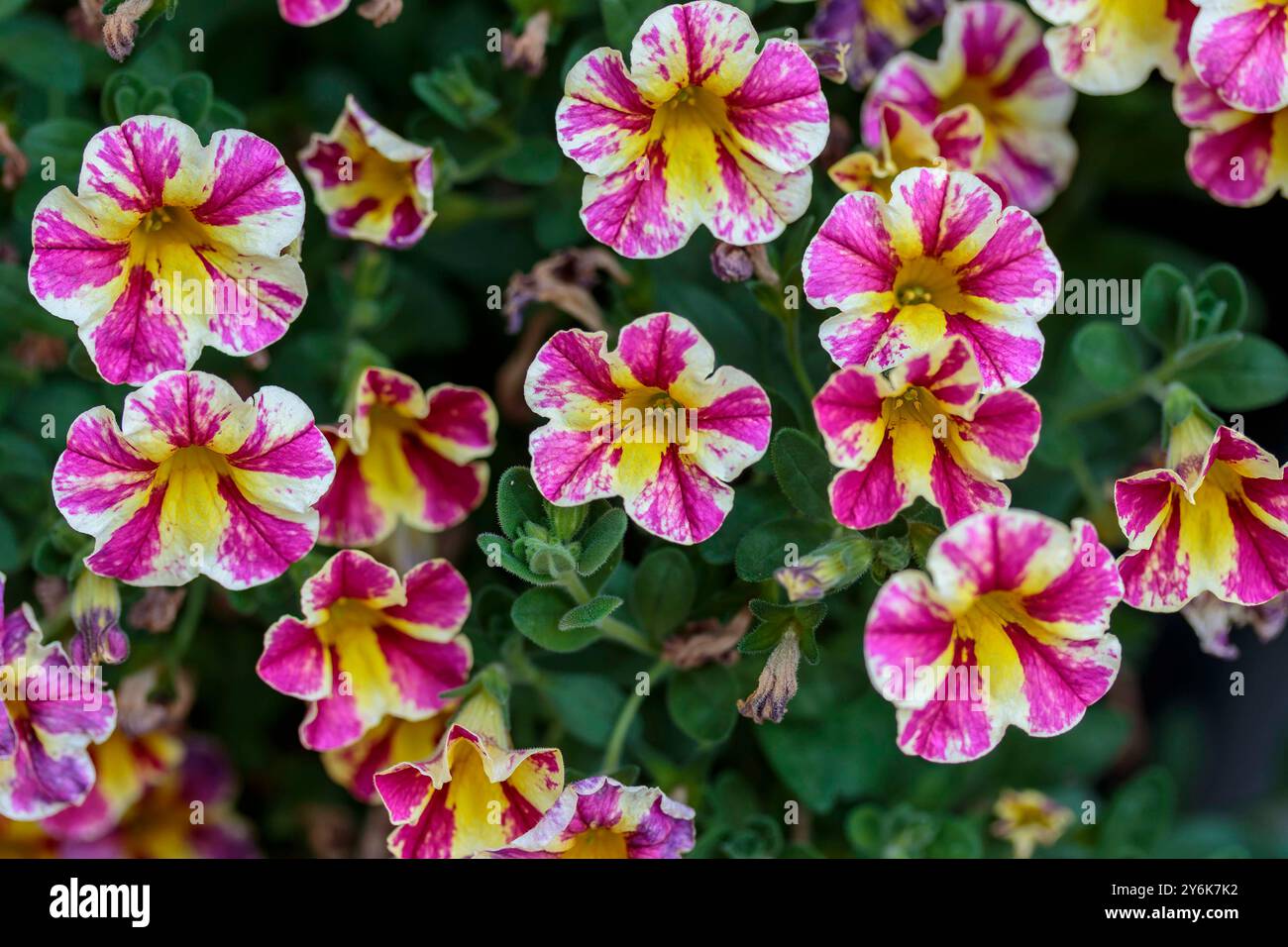 Une vue rapprochée des millions de cloches jaunes et roses fleurissent dans un planteur Banque D'Images