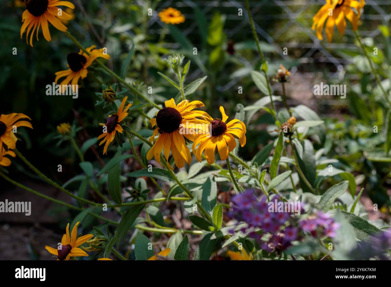 Un gros plan des Susans aux yeux noirs qui fleurissent dans la section des fleurs sauvages du jardin arrière Banque D'Images