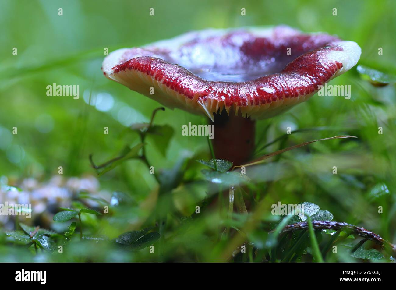 Champignons Russula pourpre poussant dans la forêt de Hamsterley, comté de Durham, Angleterre, Royaume-Uni. Banque D'Images