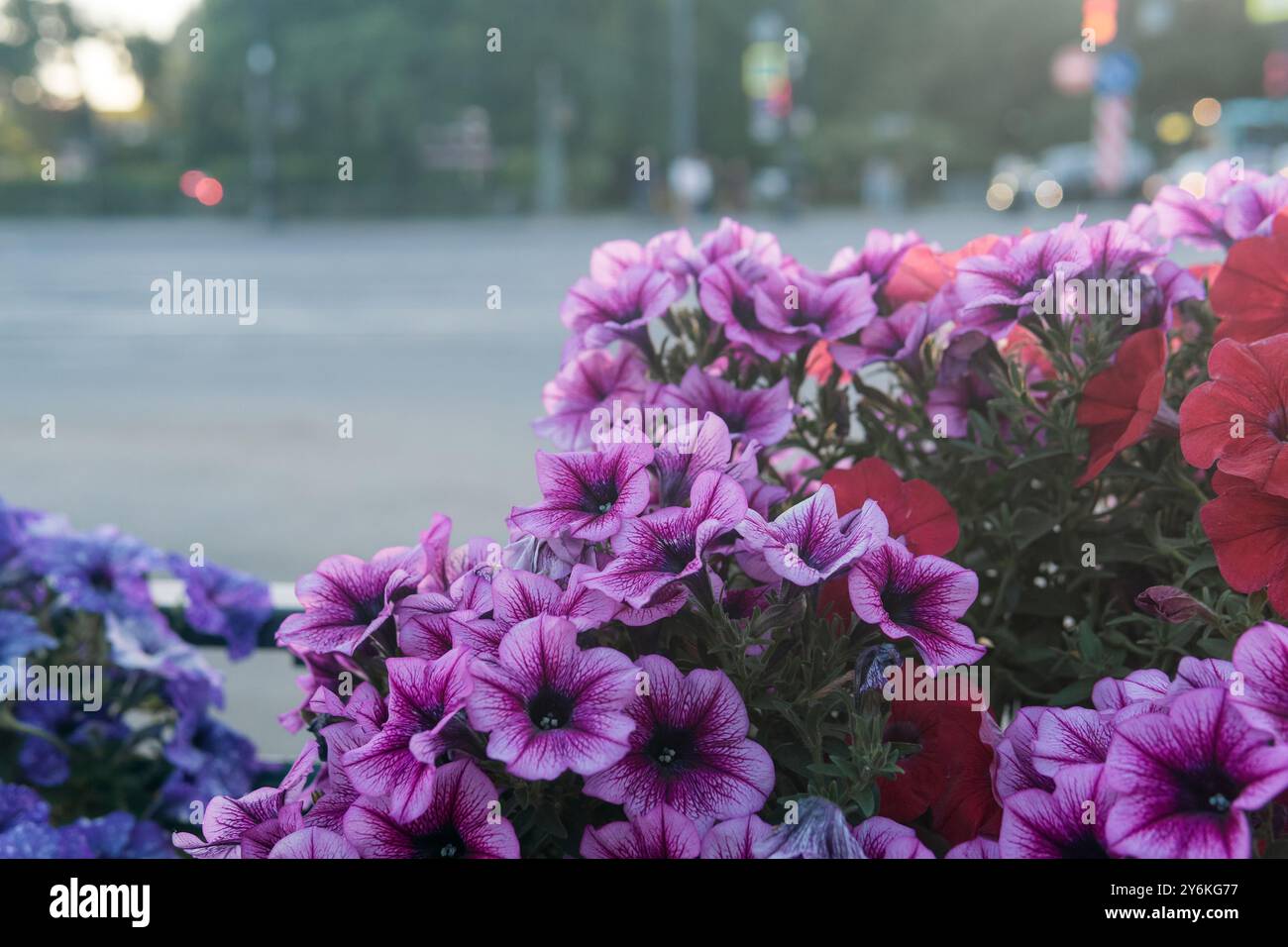 fleurs de pétunia violettes sur la rue de la ville, environnement urbain Banque D'Images