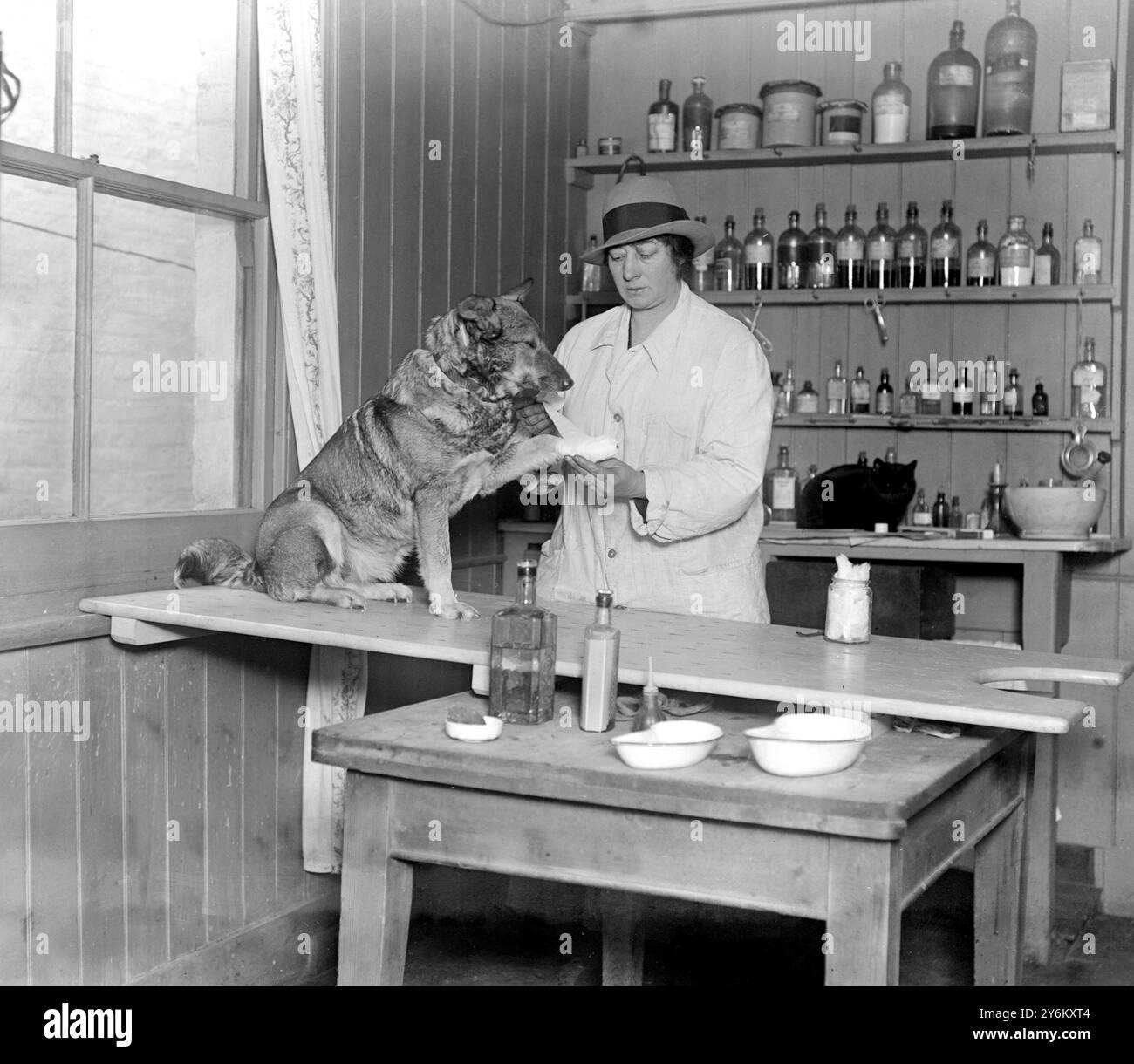 Hôpital animalier et internat de Mme Dillon à Sutton. Bandage du pied d'un patient. Sutton. 30 janvier 1920 Banque D'Images