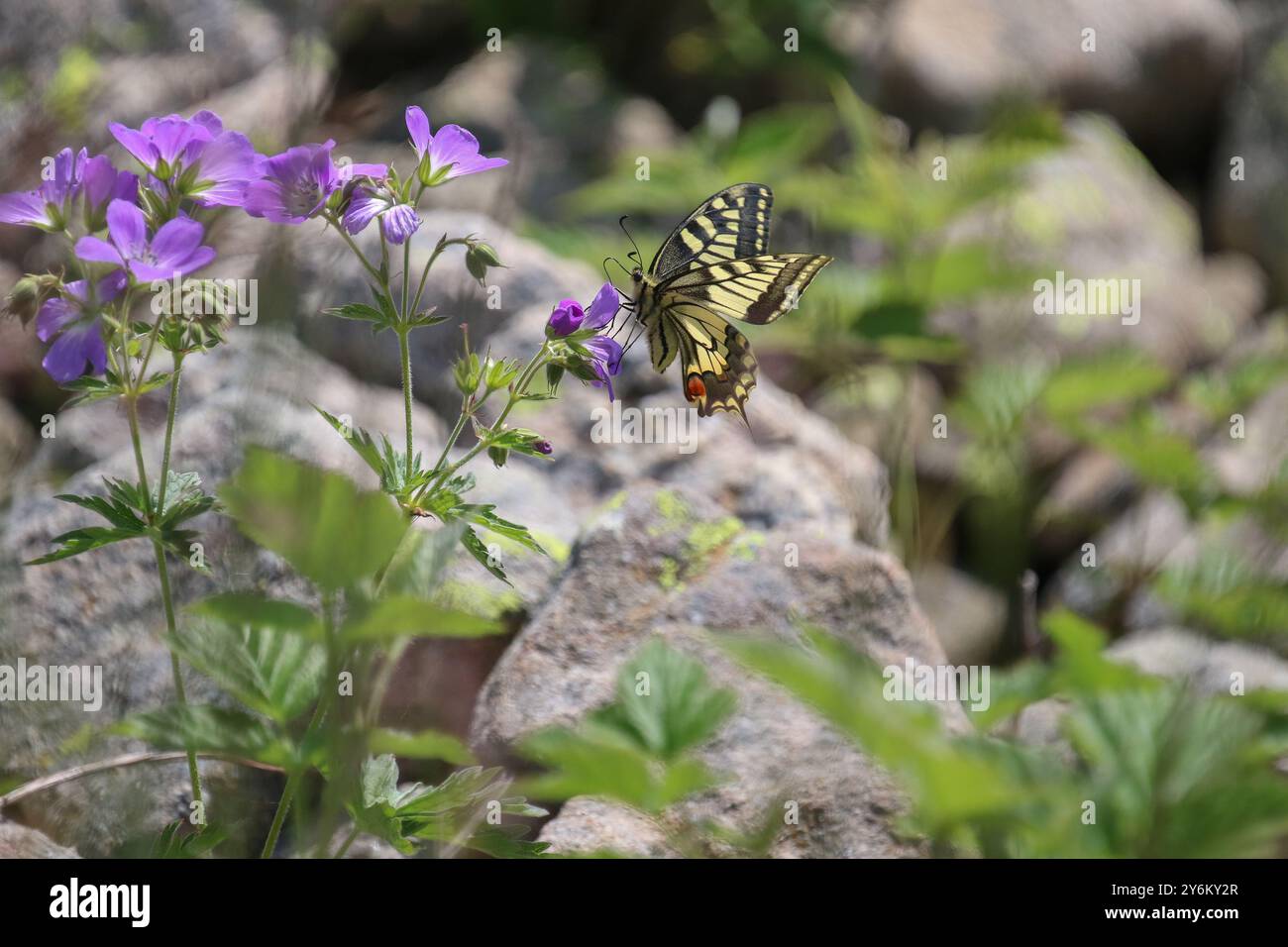 Papillon à queue d'aronde commune - Papilio machaon Banque D'Images