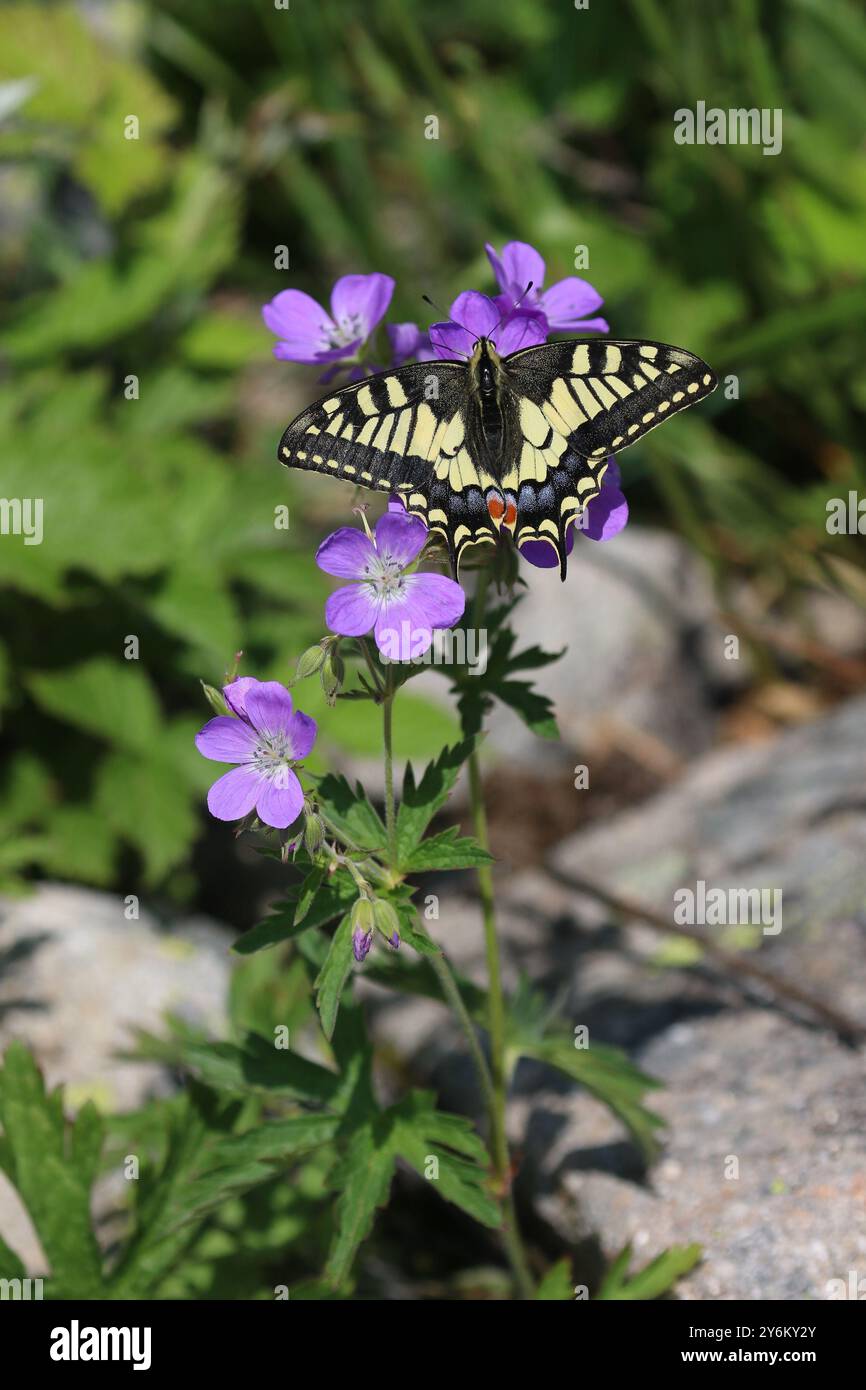 Papillon à queue d'aronde commune - Papilio machaon Banque D'Images