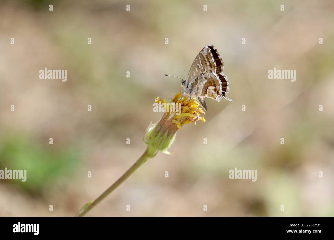 Géranium Bronze papillon - Cacyreus marshalli Banque D'Images