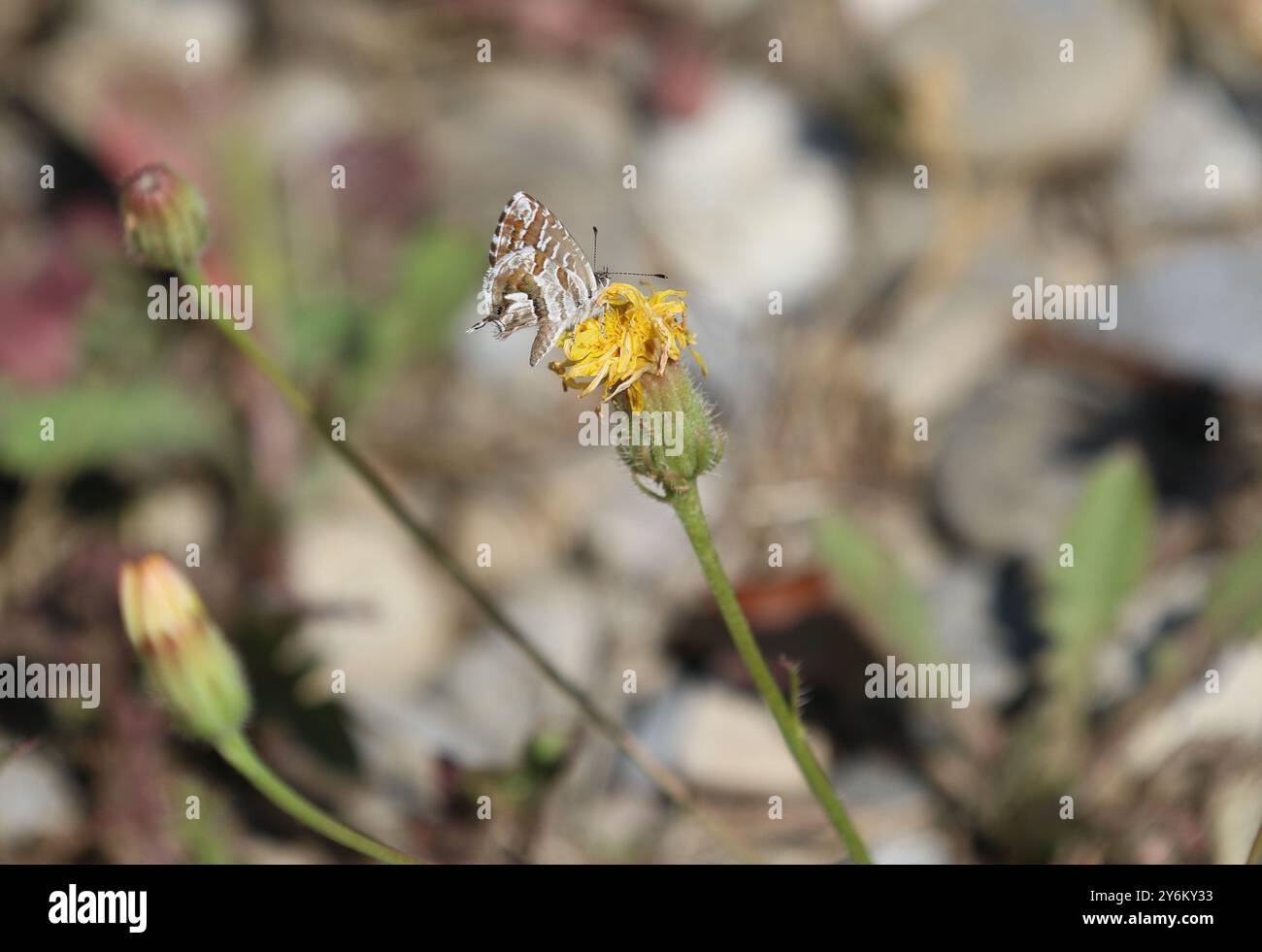 Géranium Bronze papillon - Cacyreus marshalli Banque D'Images