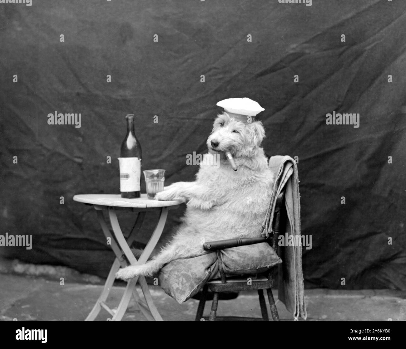 CHUM un petit V.C. Terrier aux cheveux rugueux appartenant à Mme F. Hadden, 2 Somers Road, Southsea, est un chien d'une intelligence exceptionnelle et des délices pour démontrer ses nombreuses astuces pour la caméra. 3 mars 1932 Banque D'Images