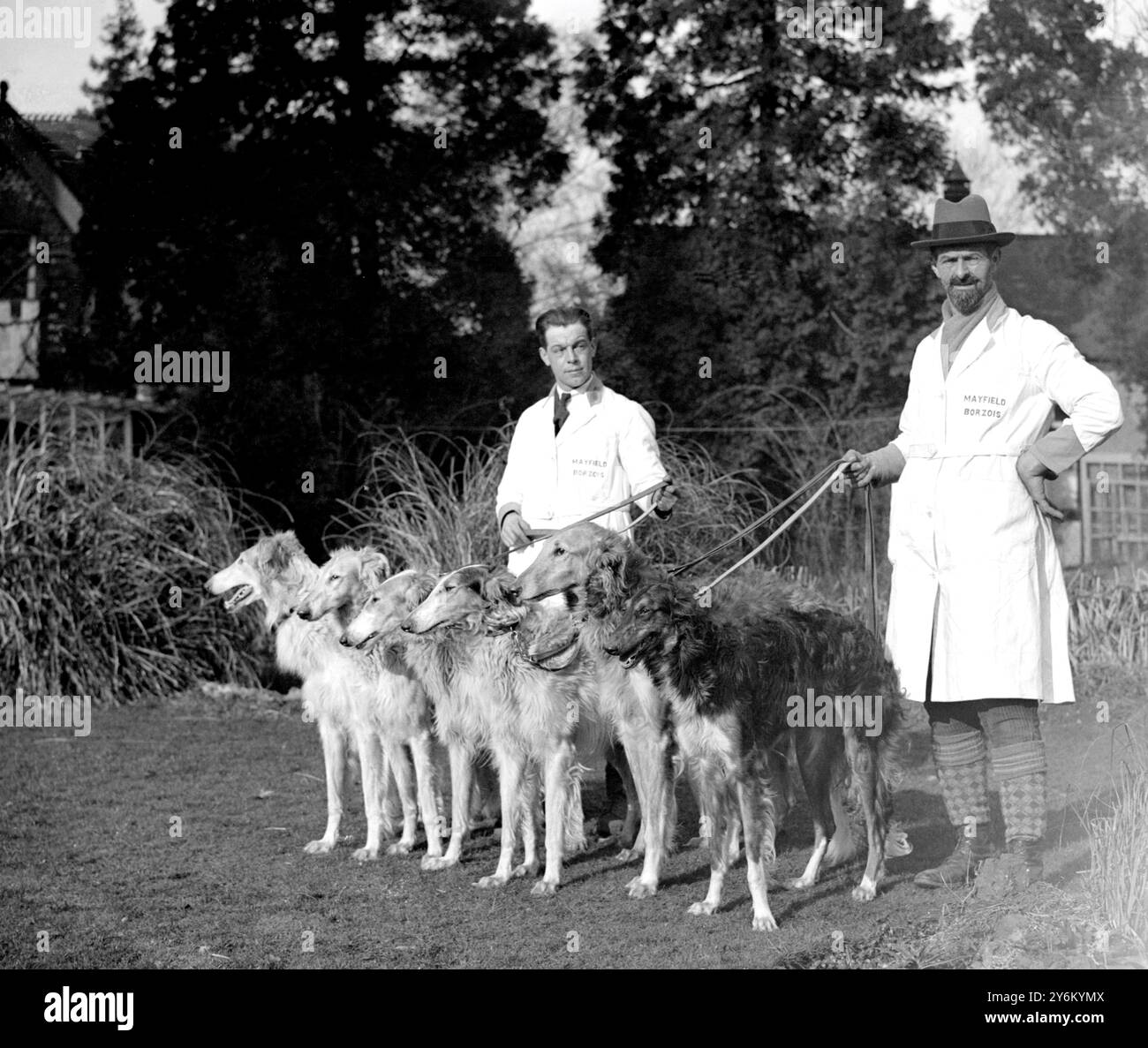 M. S.E. Guy, des Hollies, Ringley Park, Reigate avec quelques beaux Borzois, qui portent les noms de chevaux de course célèbres : 'Fournc course', 'Trigo', 'Cameronian', 'Grand Salute', 'Book Law' et 'Felstead'. M. Guy à droite. 4 février 1932 Banque D'Images