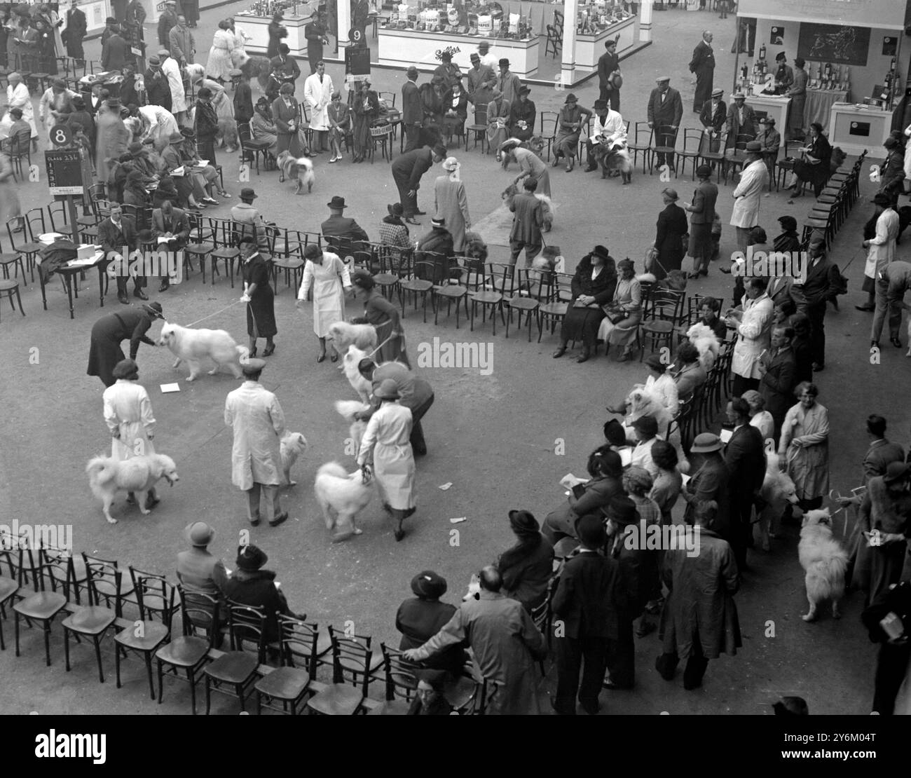 Spectacle Ladies Kennel Club à Olympia. Vue générale du jugement en cours. 6 octobre 1937 Banque D'Images