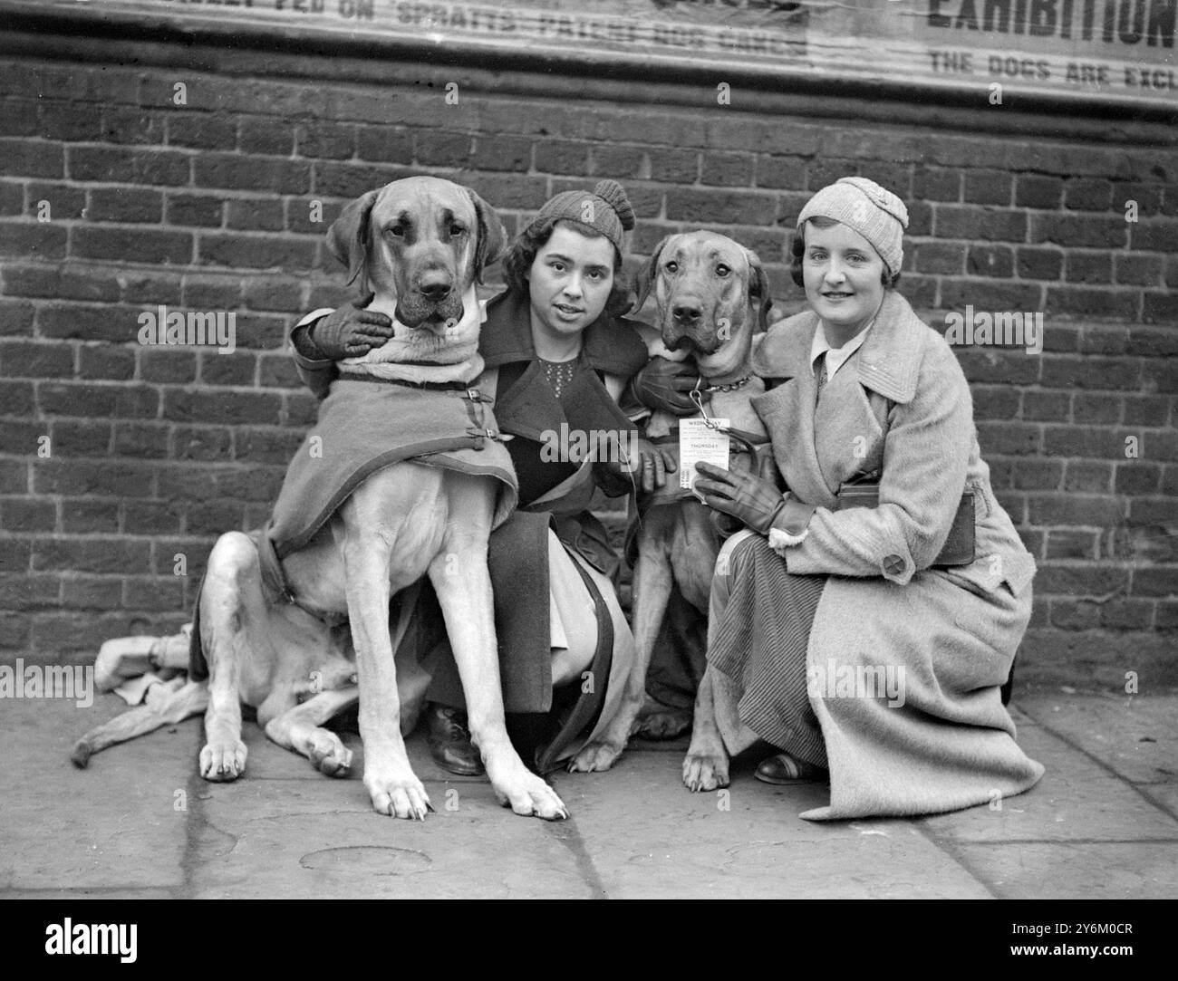 Cruft's Show. Miss Huburgh (à gauche) et Mme F.H. Jones avec leurs grands Danois. 7 février 1934 Banque D'Images