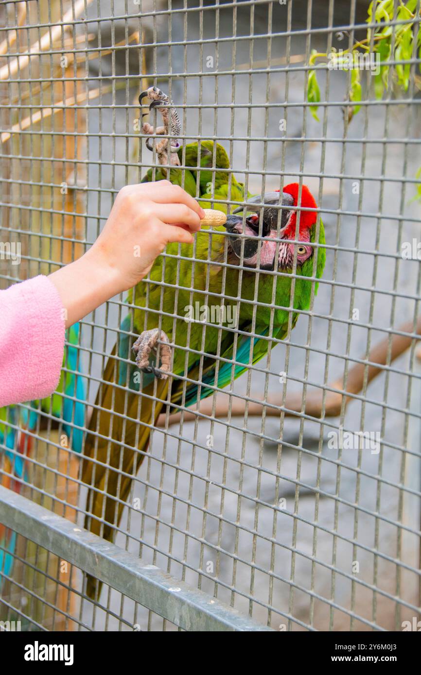 Donner à la main des noix de singe à un aras captif au Lincolnshire Wildlife Park Banque D'Images