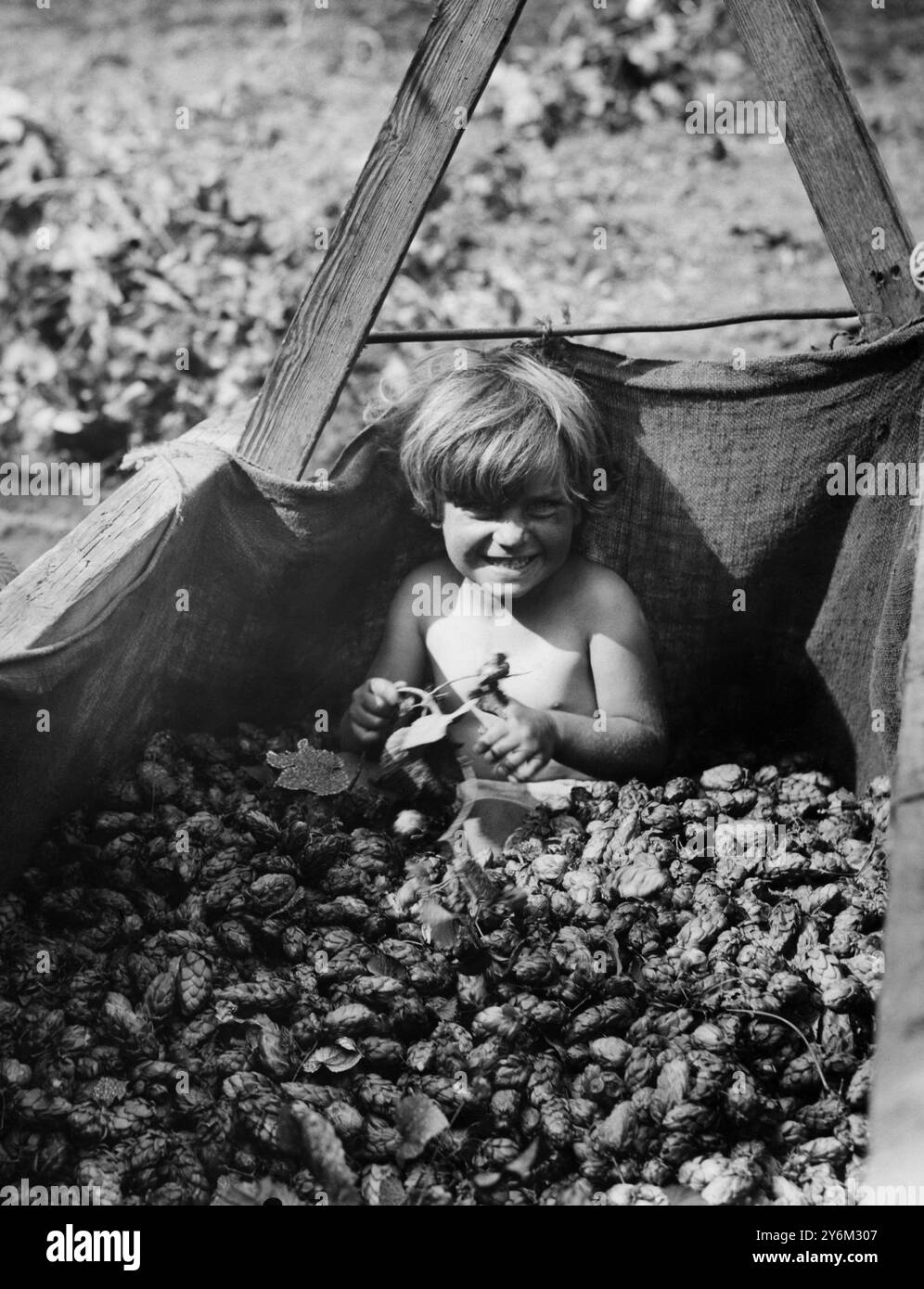 A ce rythme, elle sera bientôt couverte de houblon ! Une petite cueilleuse de houblon à Beltring découvre qu'elle peut bientôt se couvrir de houblon - si elle cueille assez longtemps et rapidement. Sidcup, Kent. 1/9/1937 Banque D'Images