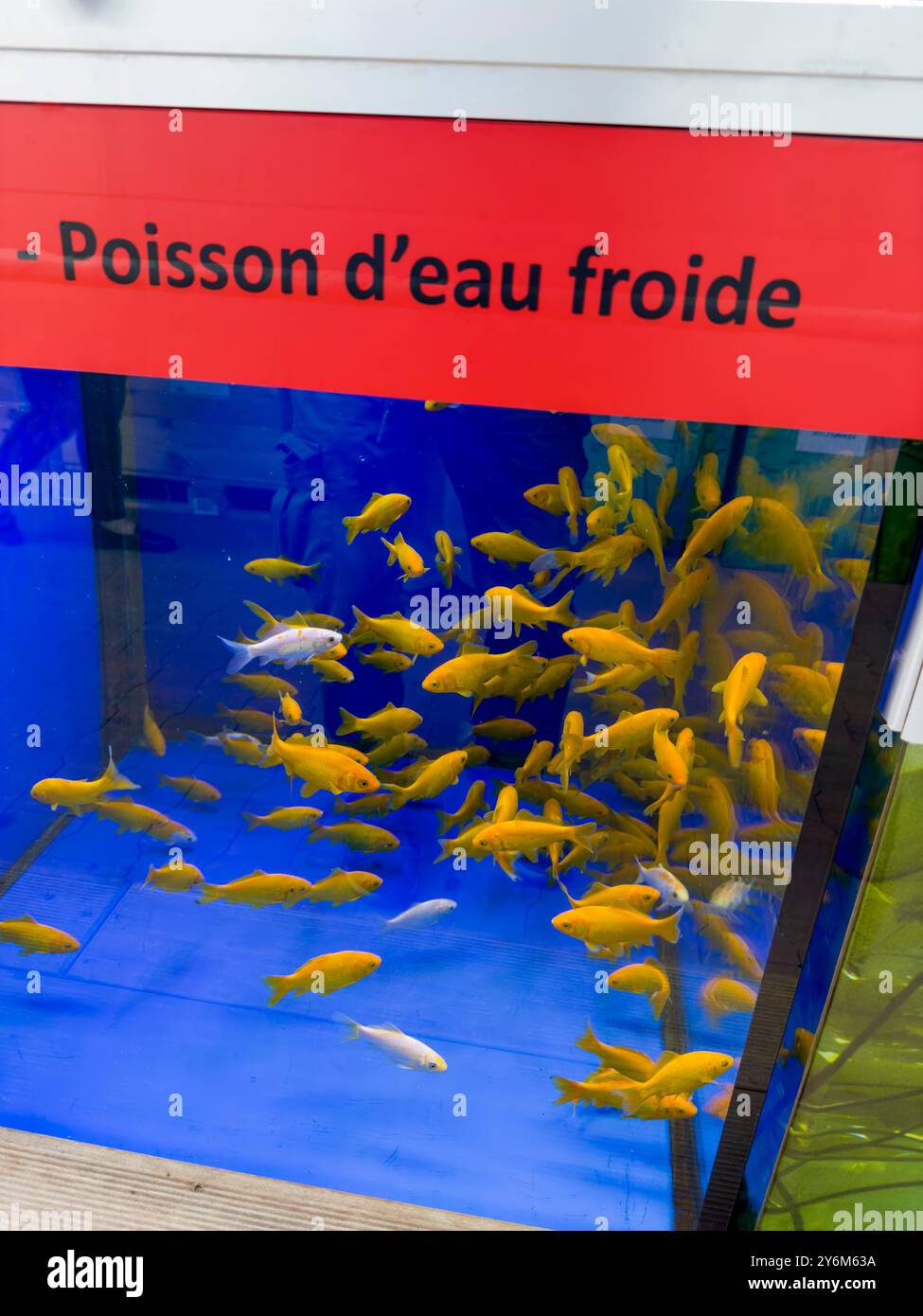 Aquarium poisson à vendre dans une animalerie Banque D'Images
