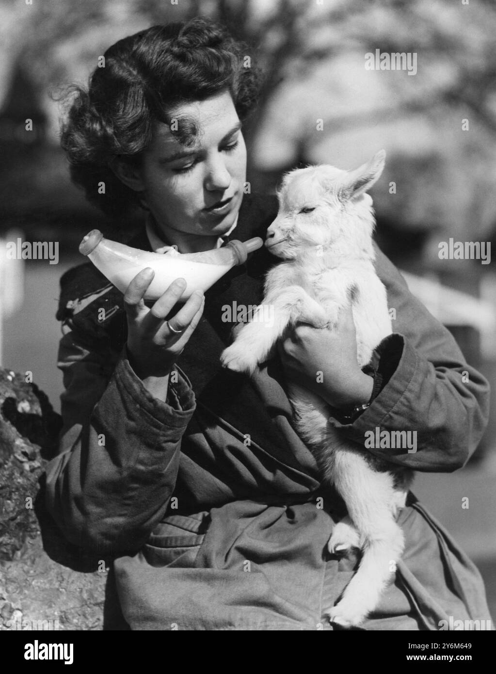 Mlle Pat Burton donne à Lassy, chèvre blanche orpheline d'une semaine, un aliment très apprécié au zoo pour enfants. La chèvre, l'un des triplés, est connue sous le nom de Festival Kid, car elle est née en année de festival. Miss Burton est hôtesse au zoo pour enfants et vêtue de l'uniforme que tous les préposés du zoo de Londres porteront pour le Festival of Britain - 12 mars 1951 ©TopFoto Banque D'Images