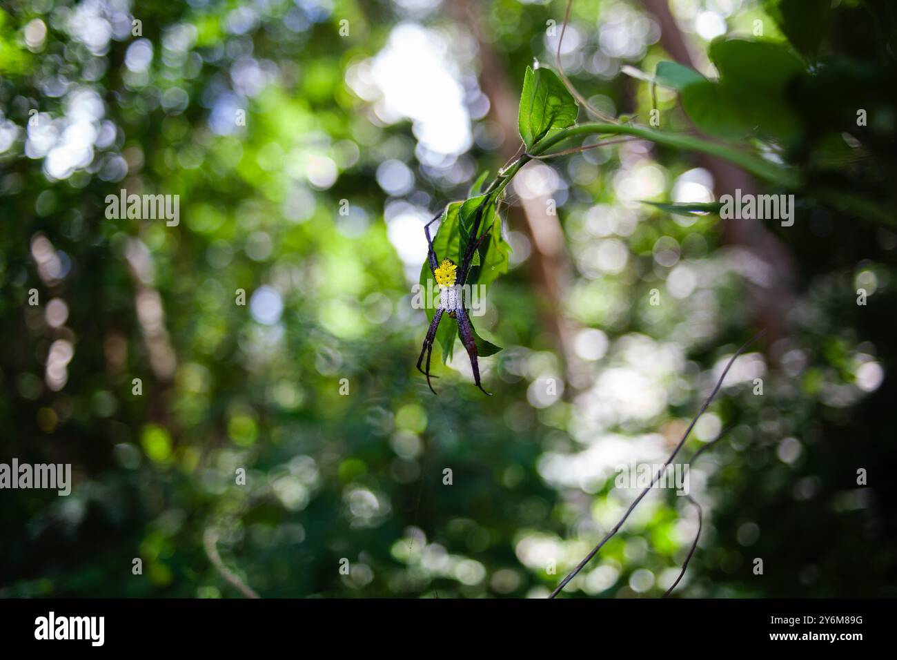 Araignée de jardin hawaïenne dans la jungle indonésienne Banque D'Images