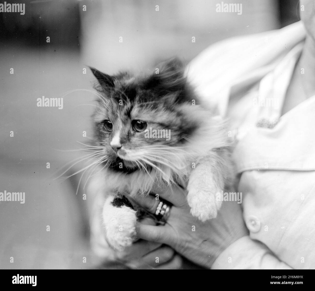 Spectacle du National Cat Club au Crystal Palace. Envoyé à Miss Esdaile, 154 George Lane, Lewisham, S.E.13.. Décembre 1920 Banque D'Images