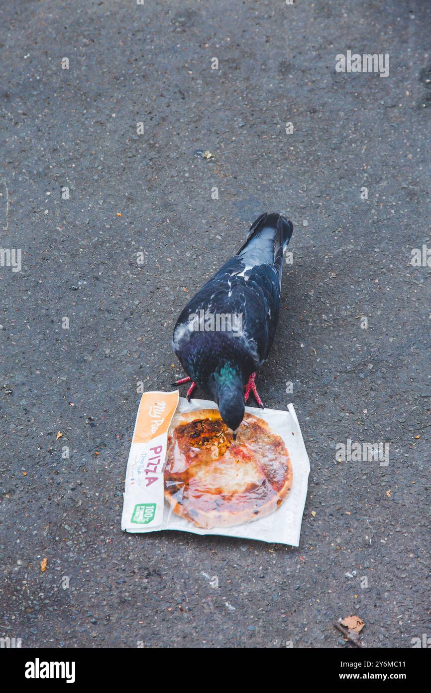France, Paris, propreté, pigeon, manger, une pizza dans un emballage plastique Banque D'Images