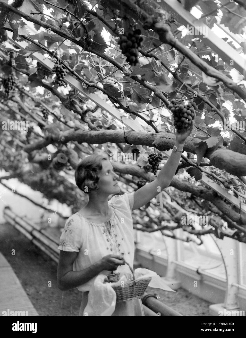 Récoltant la récolte de la vigne royale à Hampton court, le produit de la vente du fruit au public est consacré à la charité. Cette vigne de 165 ans a produit une côtelette de 500 grappes. 14 août 1933 Banque D'Images