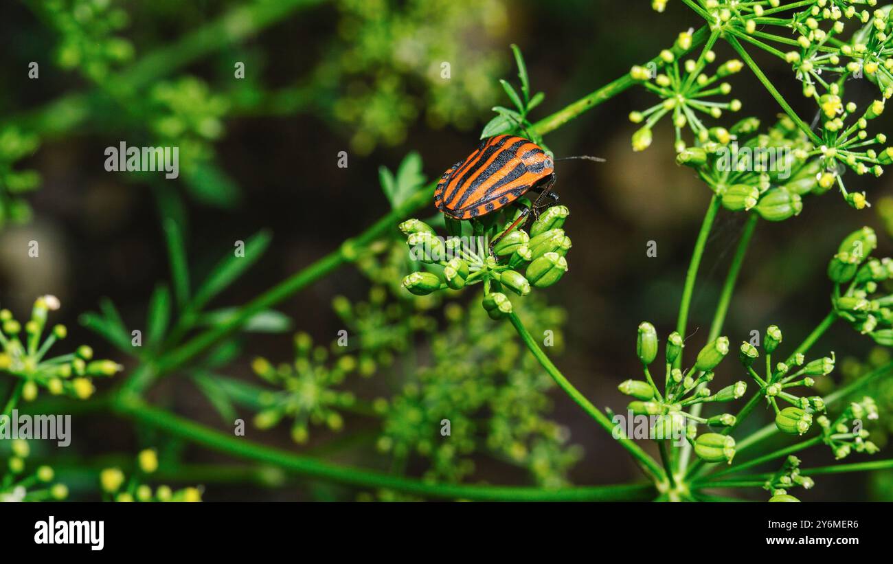 Insecte rayé italien sur une branche de persil, photo macro Banque D'Images