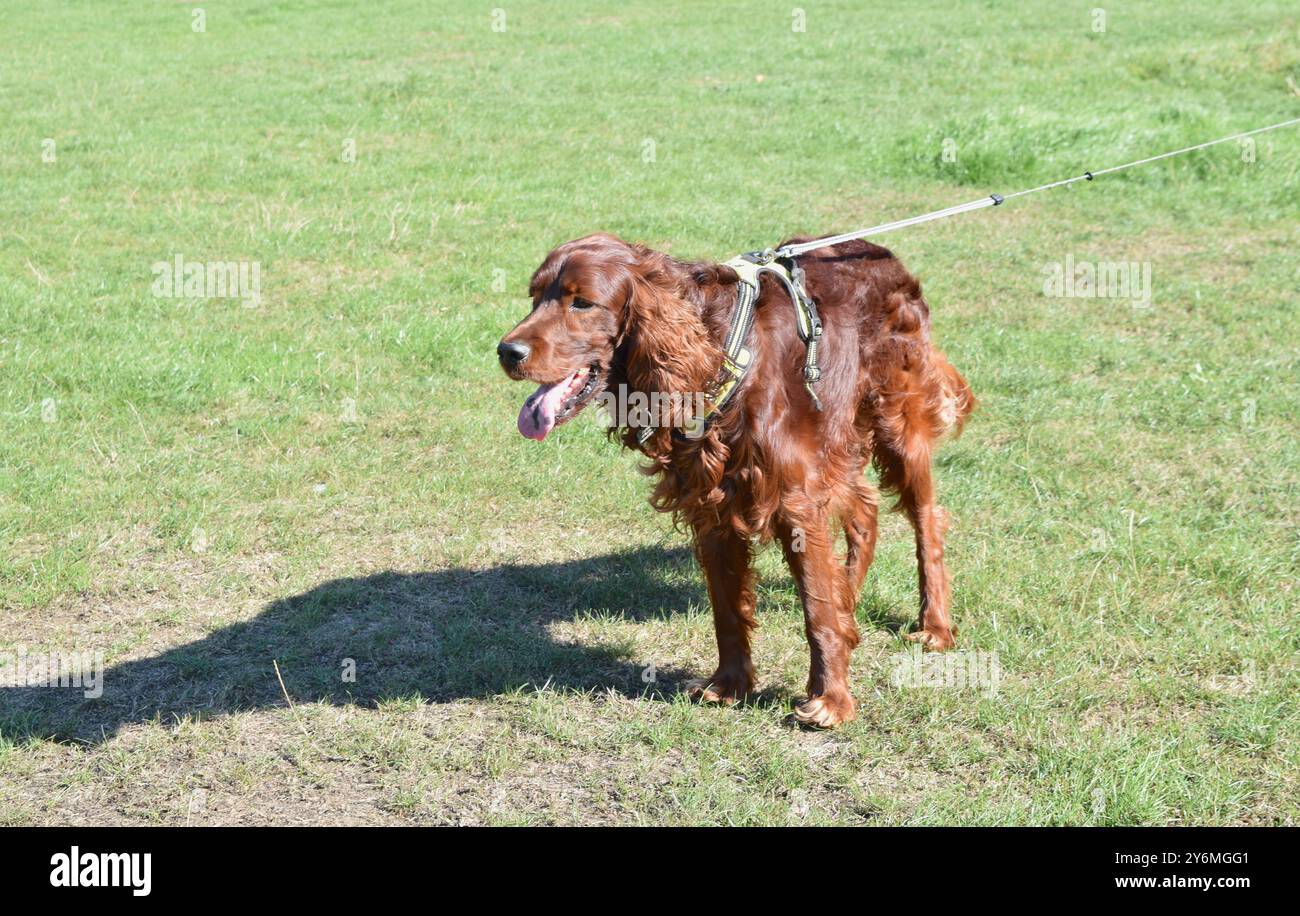 Magnifique chien de setter irlandais dans un parc verdoyant par une journée ensoleillée. Banque D'Images