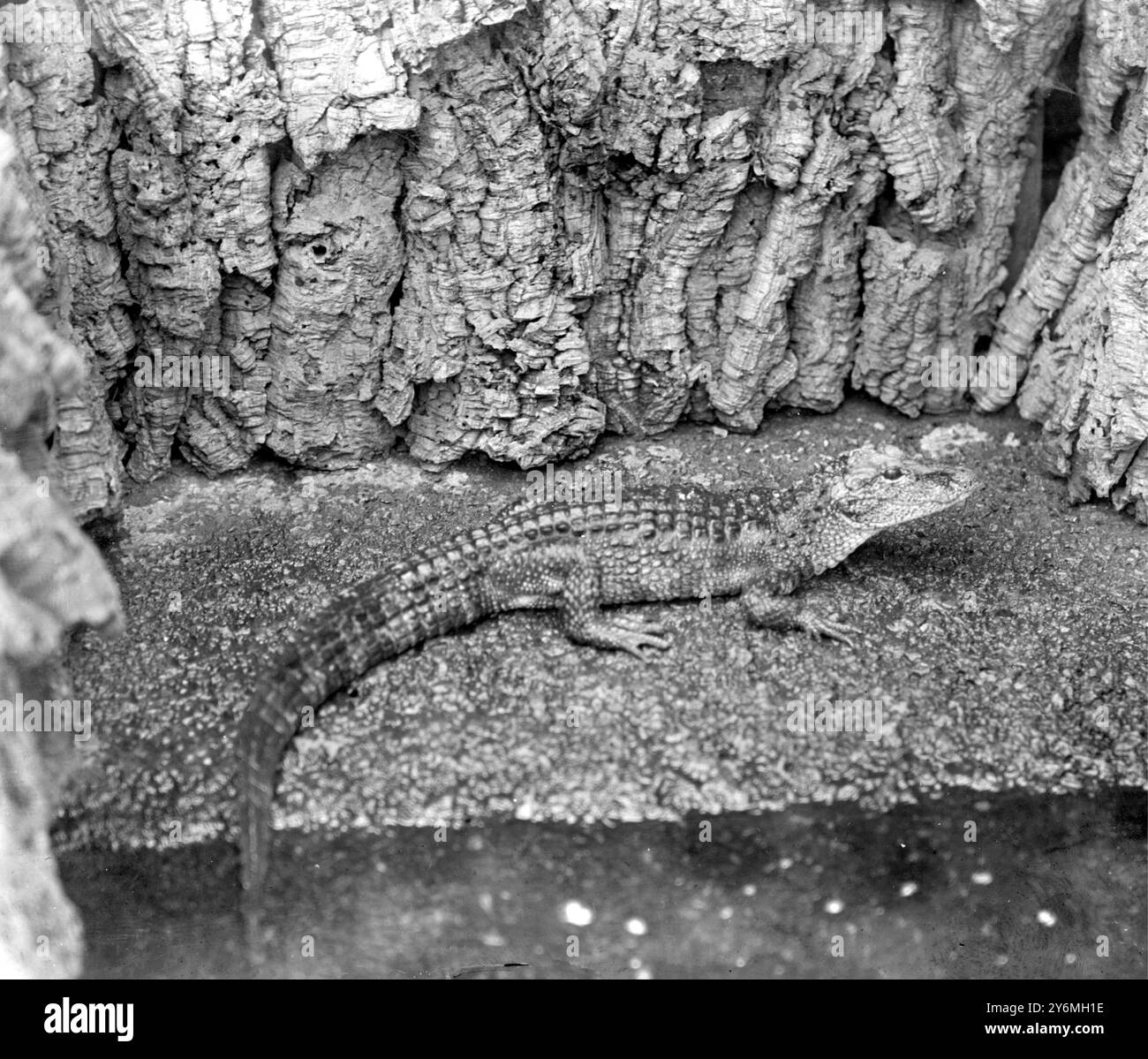 Au zoo North American Alligator Banque D'Images