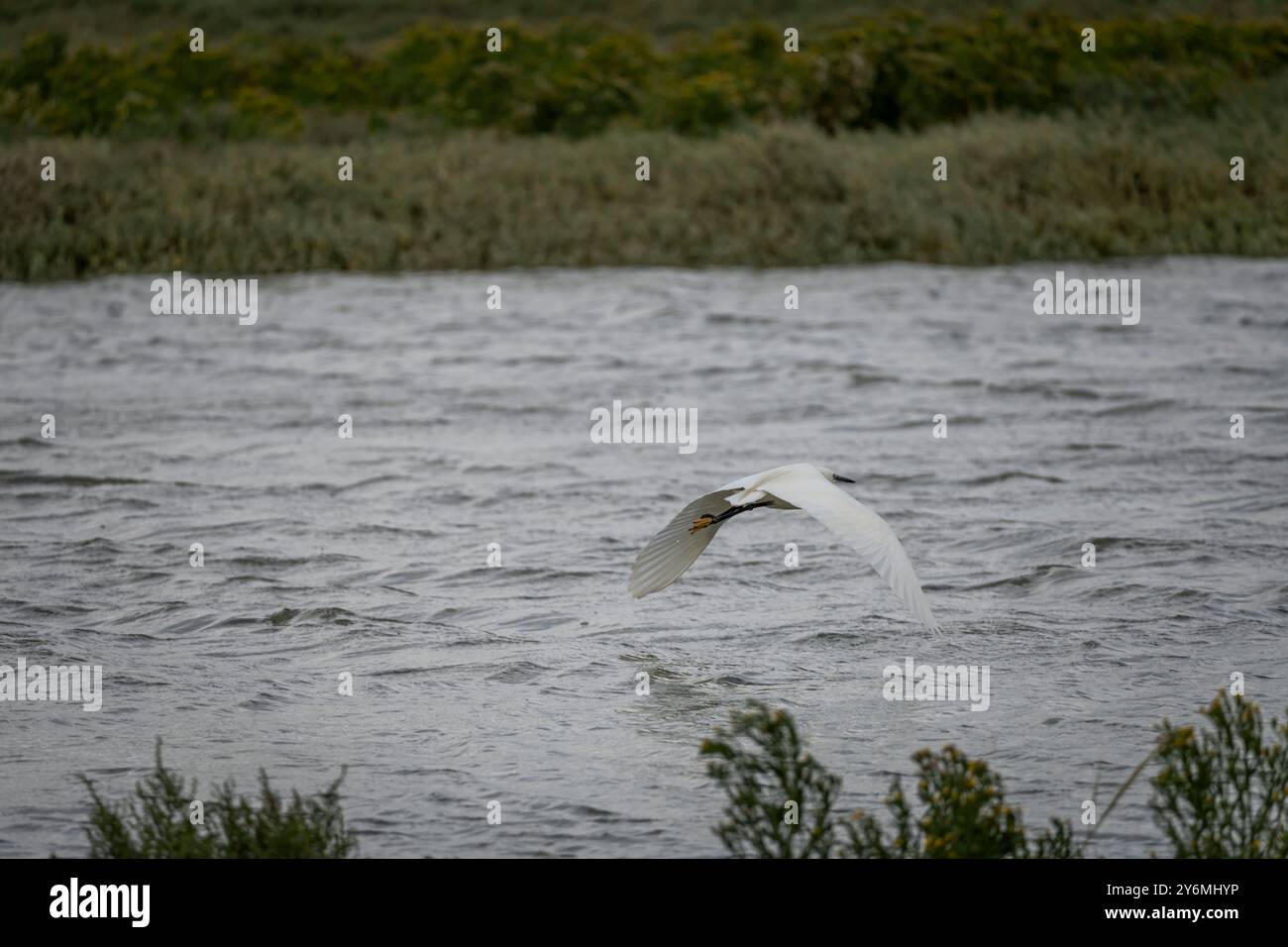 Vue sur la grande aigrette blanche sur le sentier côtier, la route blanche de Cayeux-sur-mer au Hourdel Banque D'Images