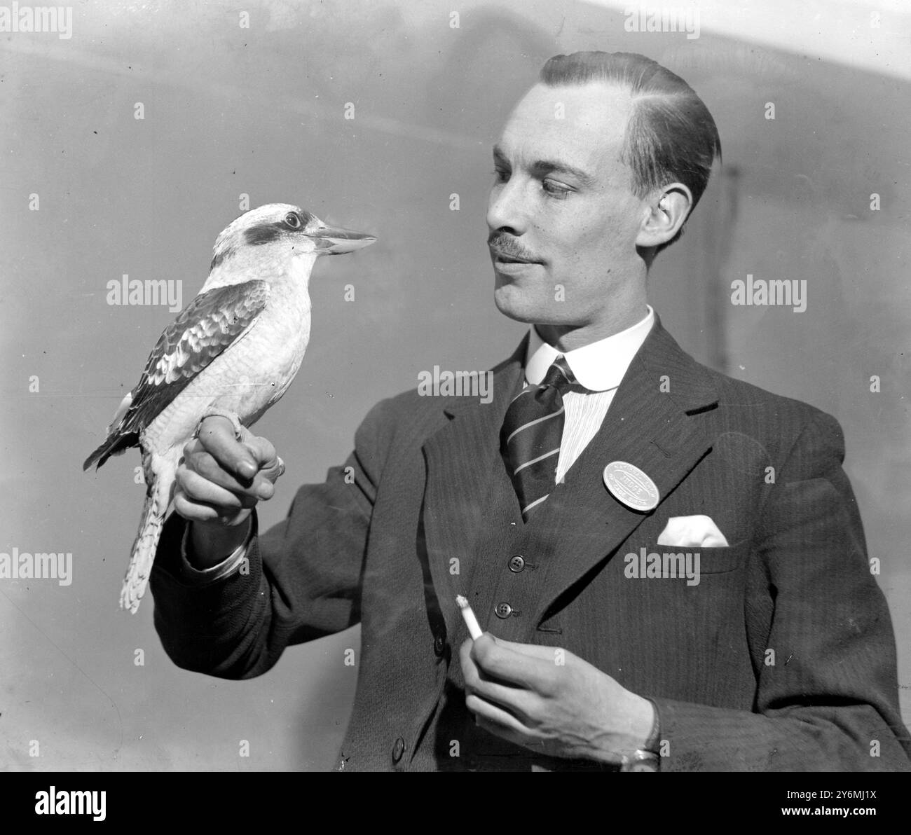 Au zoo Laughing Jackass ( Australie ), propriété de Mr. K.A. Norris ( cage Bird Show, Dorland Hall) 21 janvier 1937 Banque D'Images